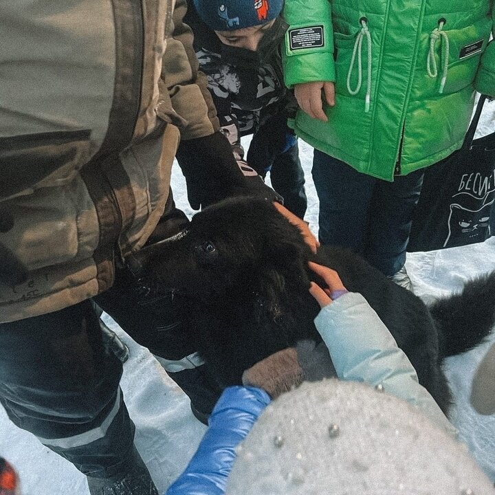     Фото: vk.com «Умка» приют для бездомных животных