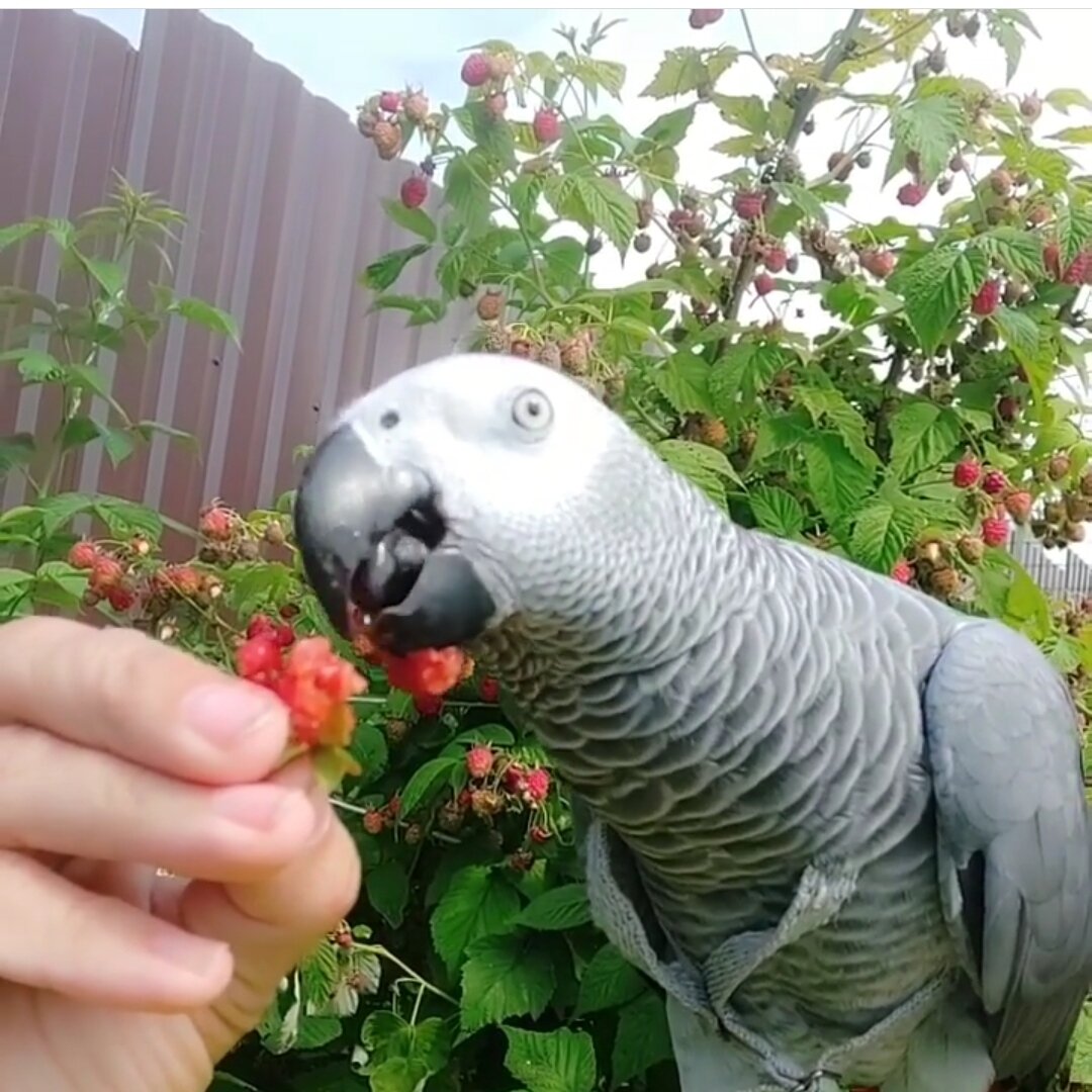 Клубника с грядки