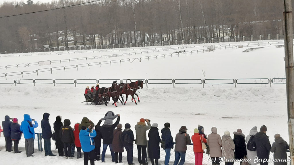 Участники соревнований: из Вологды: Людвиг, Линкольн, Лайнер, наездник Алексей Чистяков.