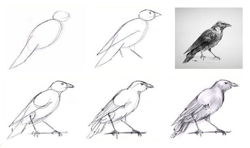 Раскраски: Перелетные птицы