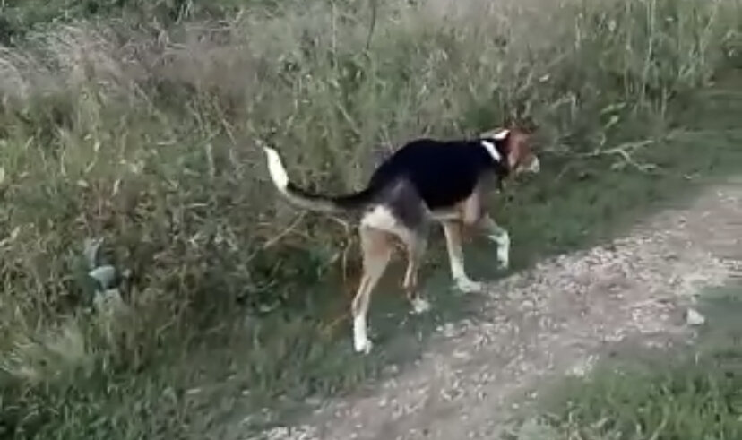 Фоксик… 