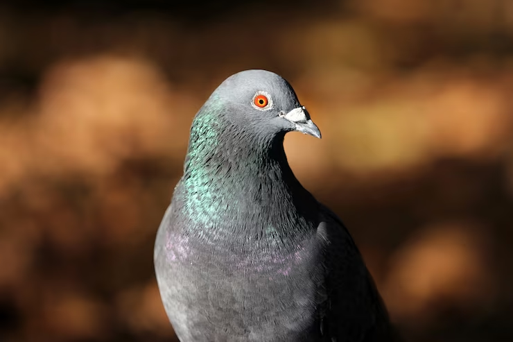 https://ru.freepik.com/free-photo/closeup-of-a-gray-pigeon_8281341.htm#query=%D0%B3%D0%BE%D0%BB%D1%83%D0%B1%D1%8C&position=13&from_view=search&track=sph
