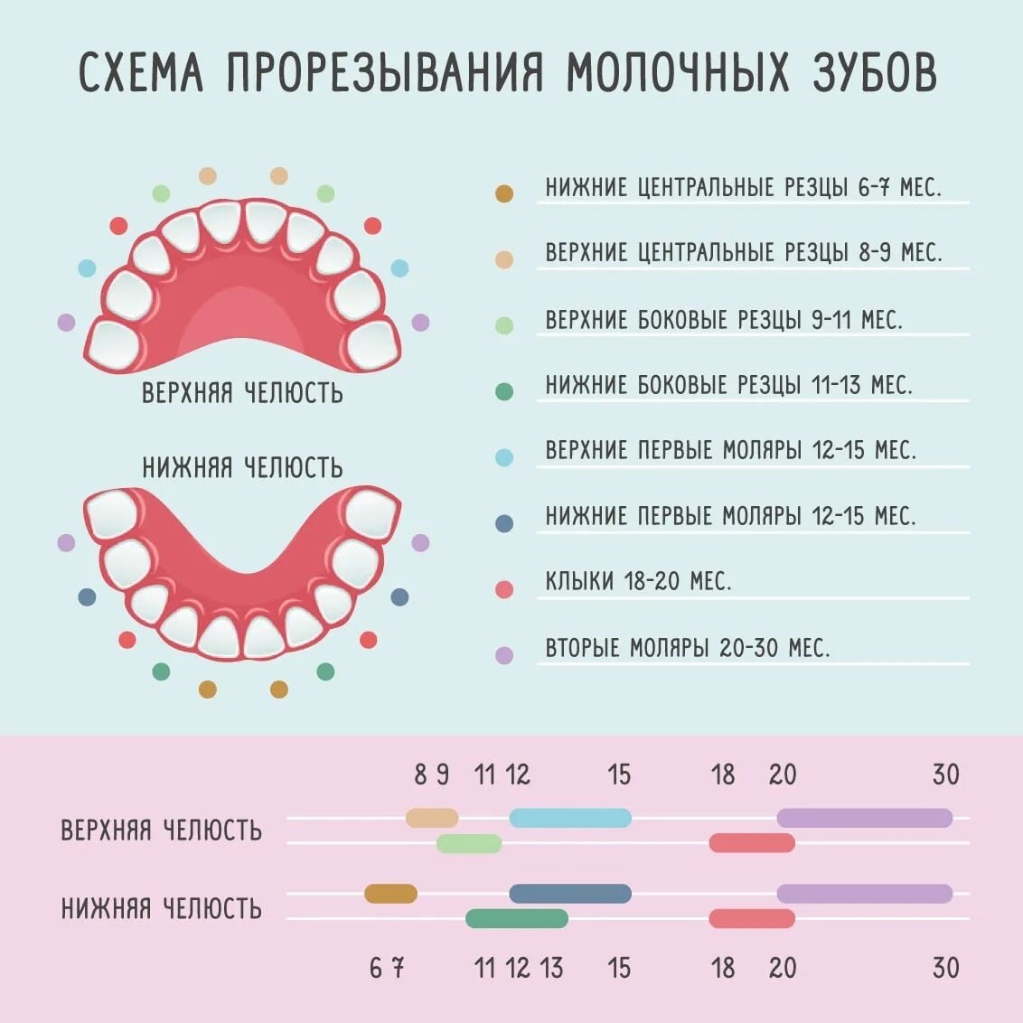 Как растут зубы у детей схема с рождения до года