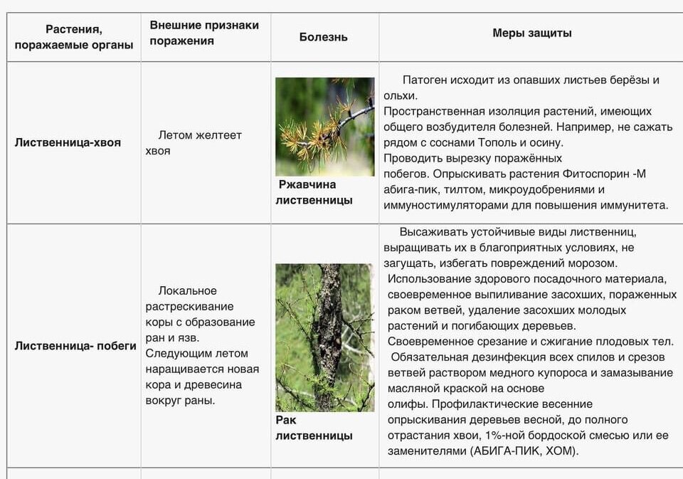 Каковы характерные признаки хвойных растений.