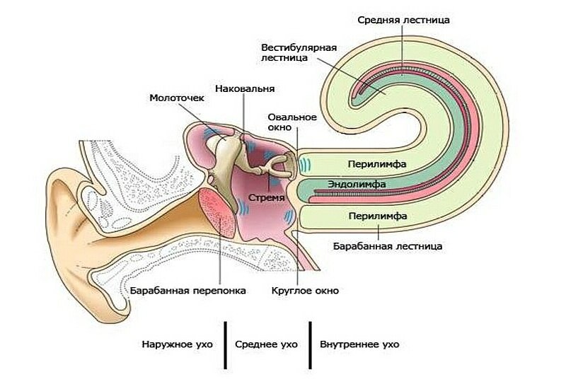 Строение уха картинка