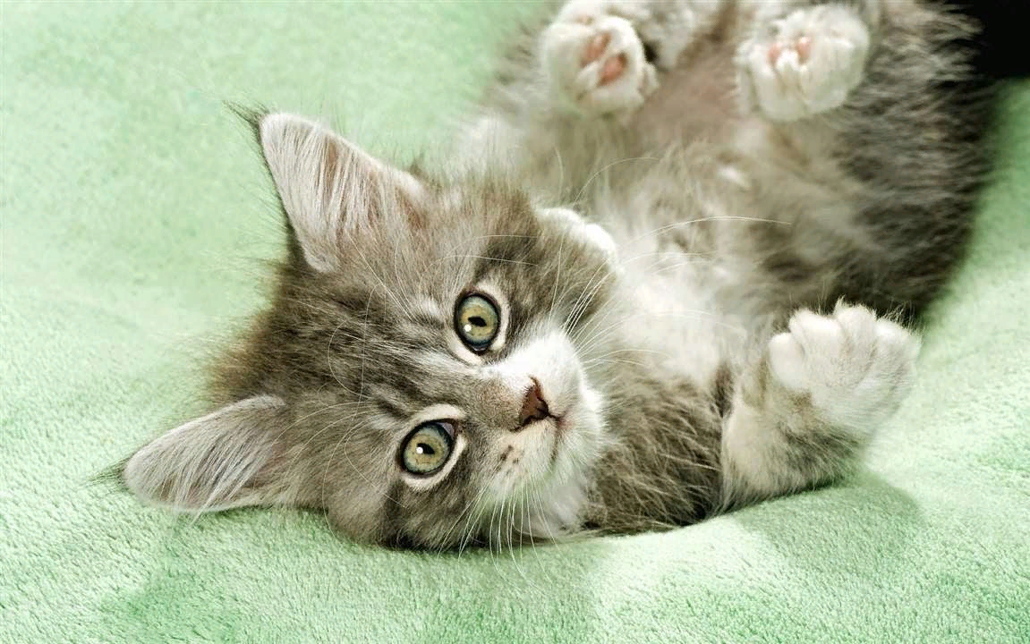 😻������ ����� ����� �������������-�����������-����������-�������� ��������? (20 ����������� ����)