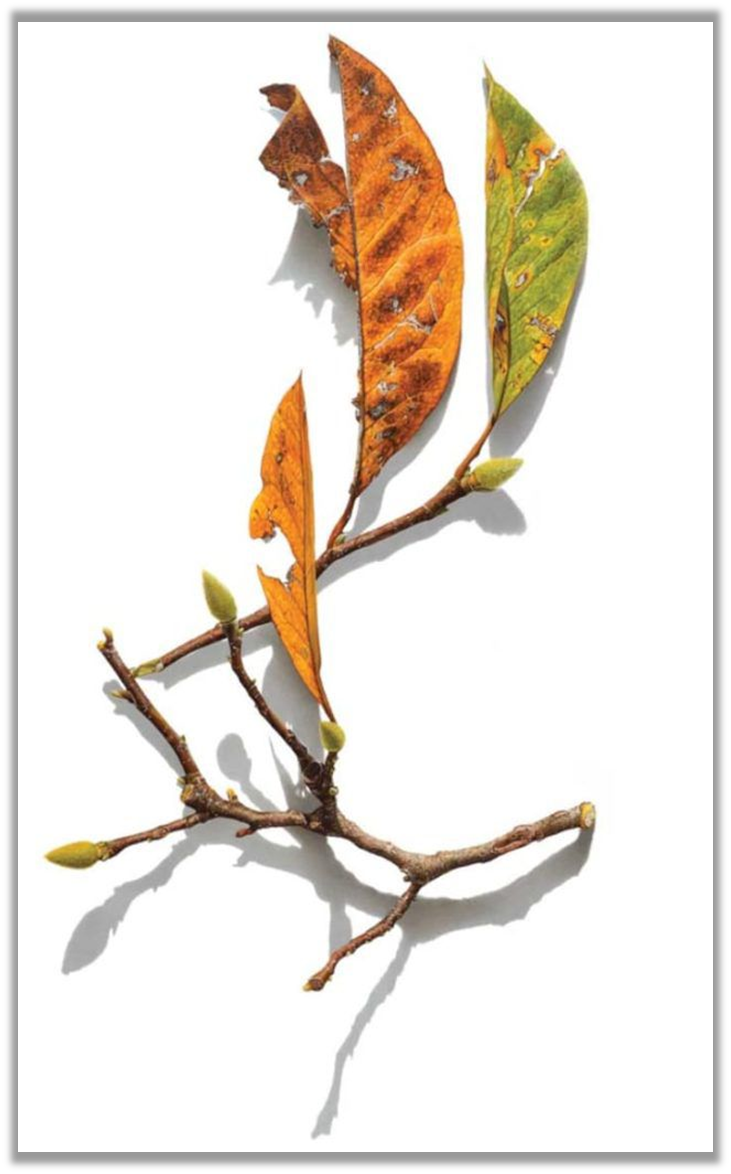 Отсутствие деталей фона позволяет теням стать «неотъемлемой частью рисунков», - говорит художник Дэвид Моррисон. Серия «Ветки магнолии», № 2 (цветной карандаш, 34 1/4 x 20)