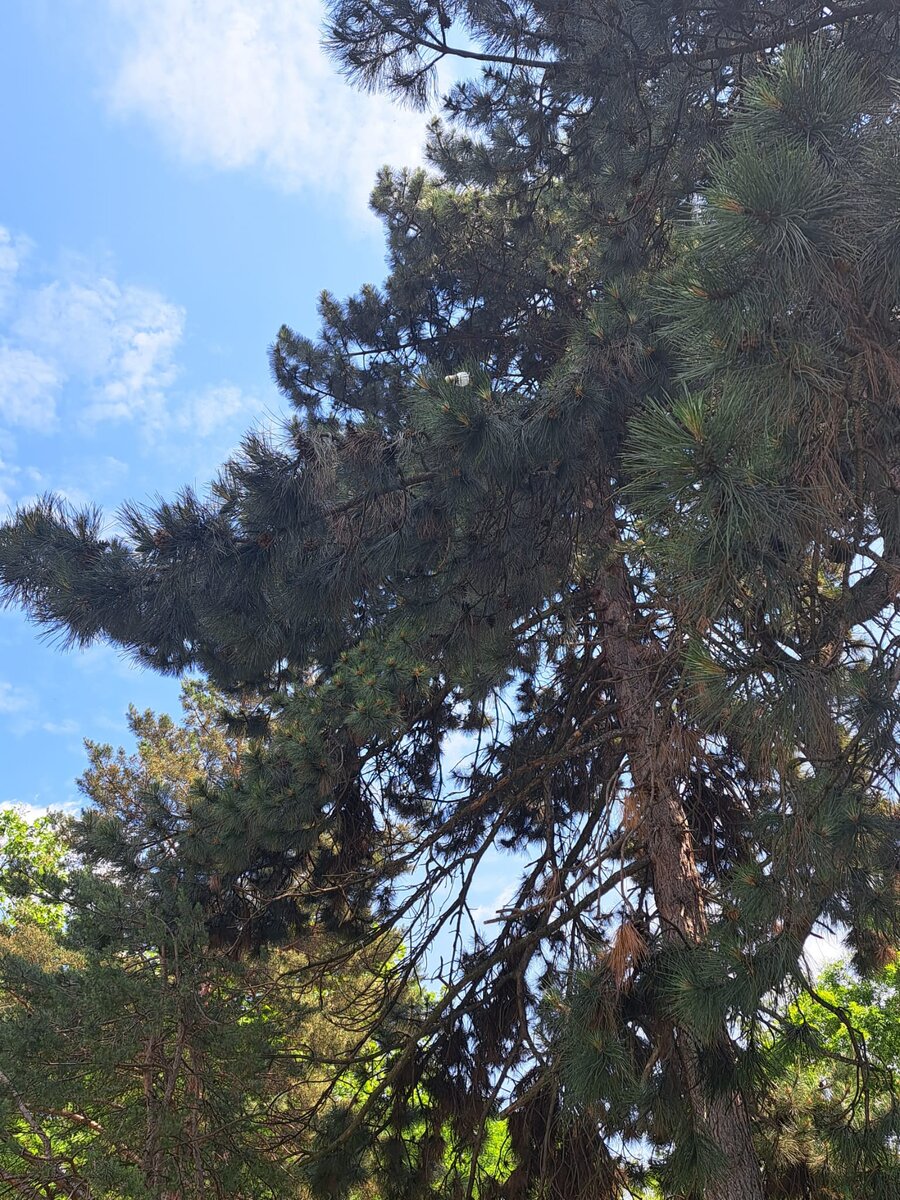 кто нашел воланчик? 