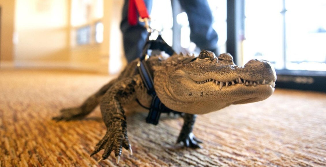    Фото: из открытых источников