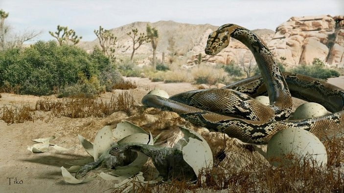 Санаджей индикус: Огромная змея охотилась на детёнышей динозавров. Но .