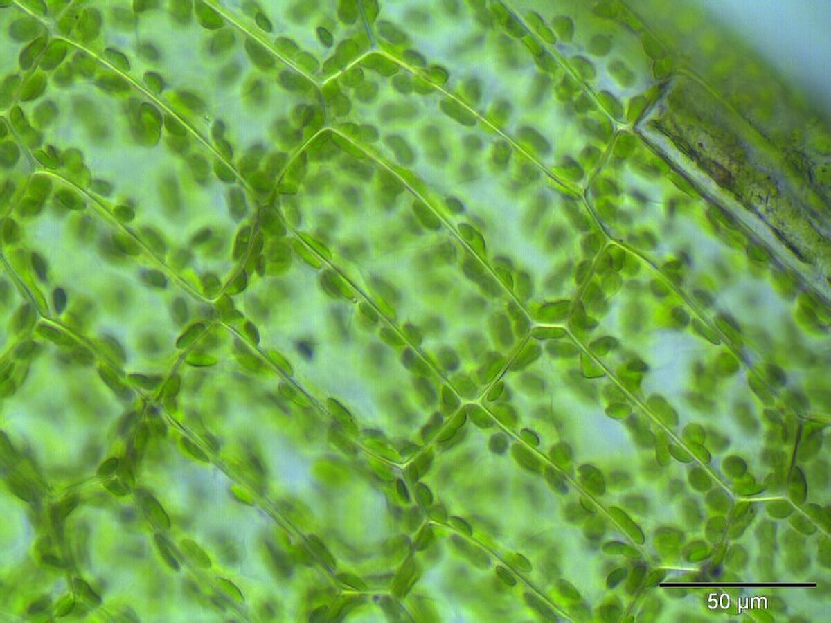 Хлоропласты, расположенные возле клеточных стенок у мха Rhizomnium punctatum
Источник:https://upload.wikimedia.org/wikipedia/commons/thumb/7/73/Rhizomnium_punctatum_lamina.jpeg/1280px-Rhizomnium_punctatum_lamina.jpeg
