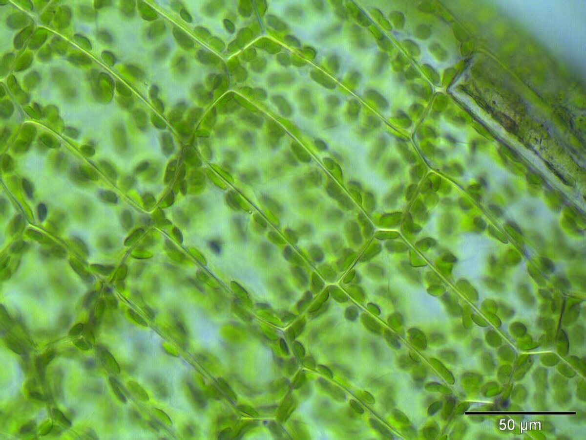 Вещество зеленого цвета в клетках растений. Хлоропласты элодеи. Хлоропласты в листе под микроскопом. Пластиды элодеи. Клетка элодеи хлорофилл.