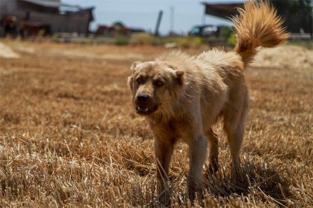    Какие штрафы хотят ввести за выгул собак без намордника и поводка?