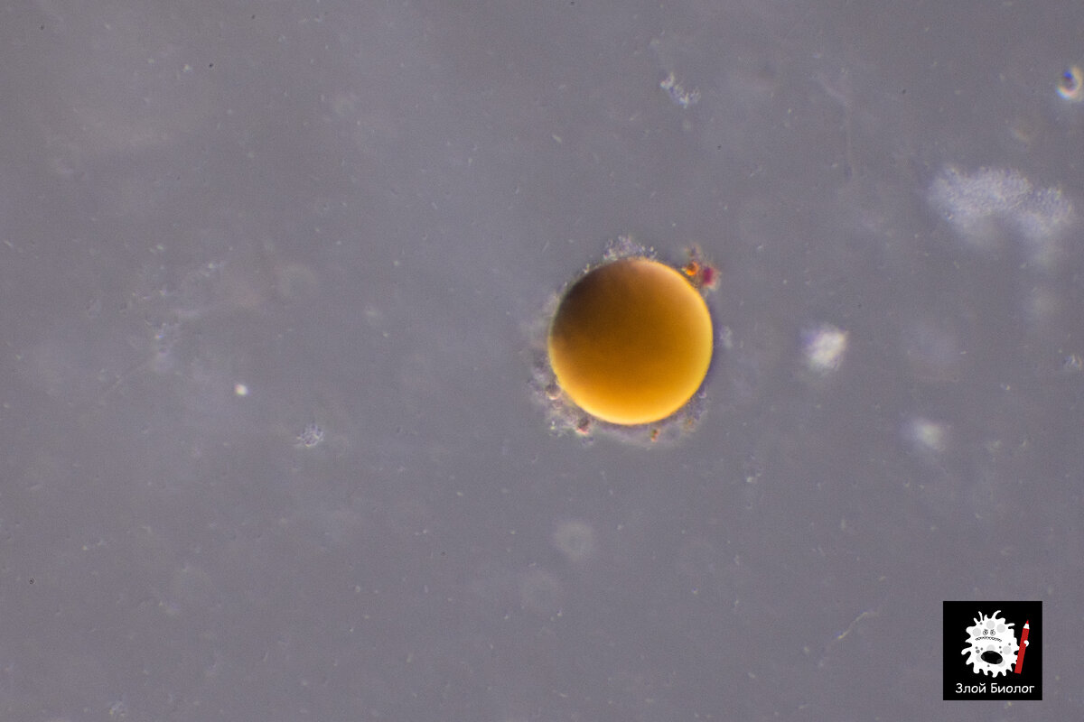 Капля масла с астаксантином под микроскопом