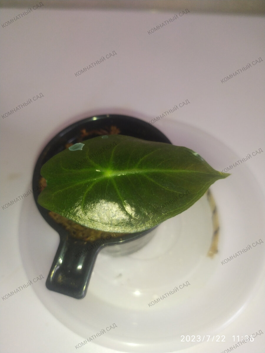 алоказия Пинк Принцесс