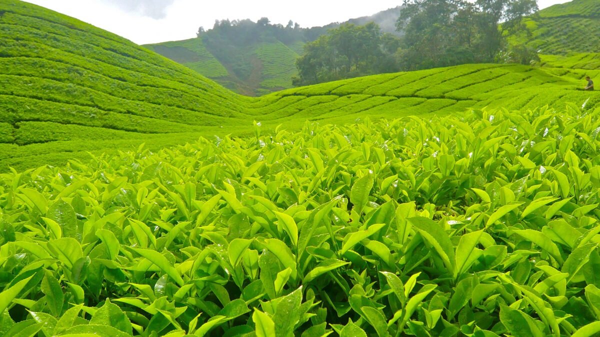 Белый чай «Шоу Мей» Брови долголетия