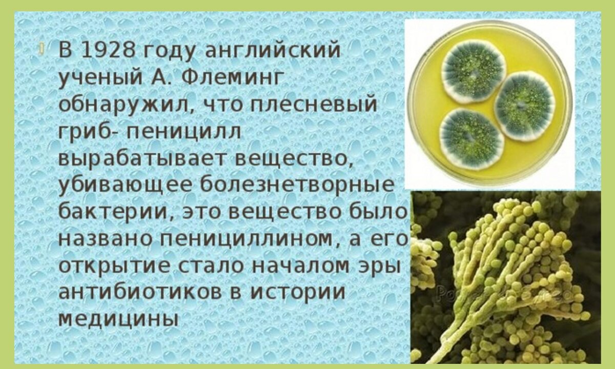 Пеницилл и бактерии. Гриб пеницилл и бактерии. Что такое гриб пеницилл 5 класс биология. Сообщение о пенициллине кратко. Пенициллин бактерии.