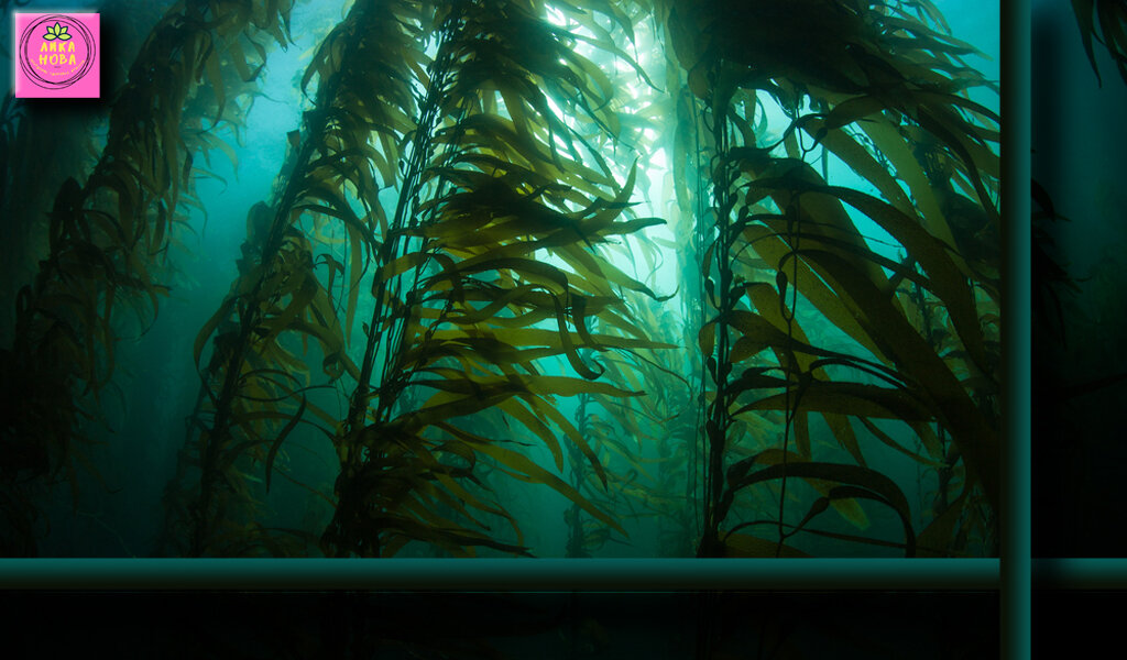 Так обитает морская капуста