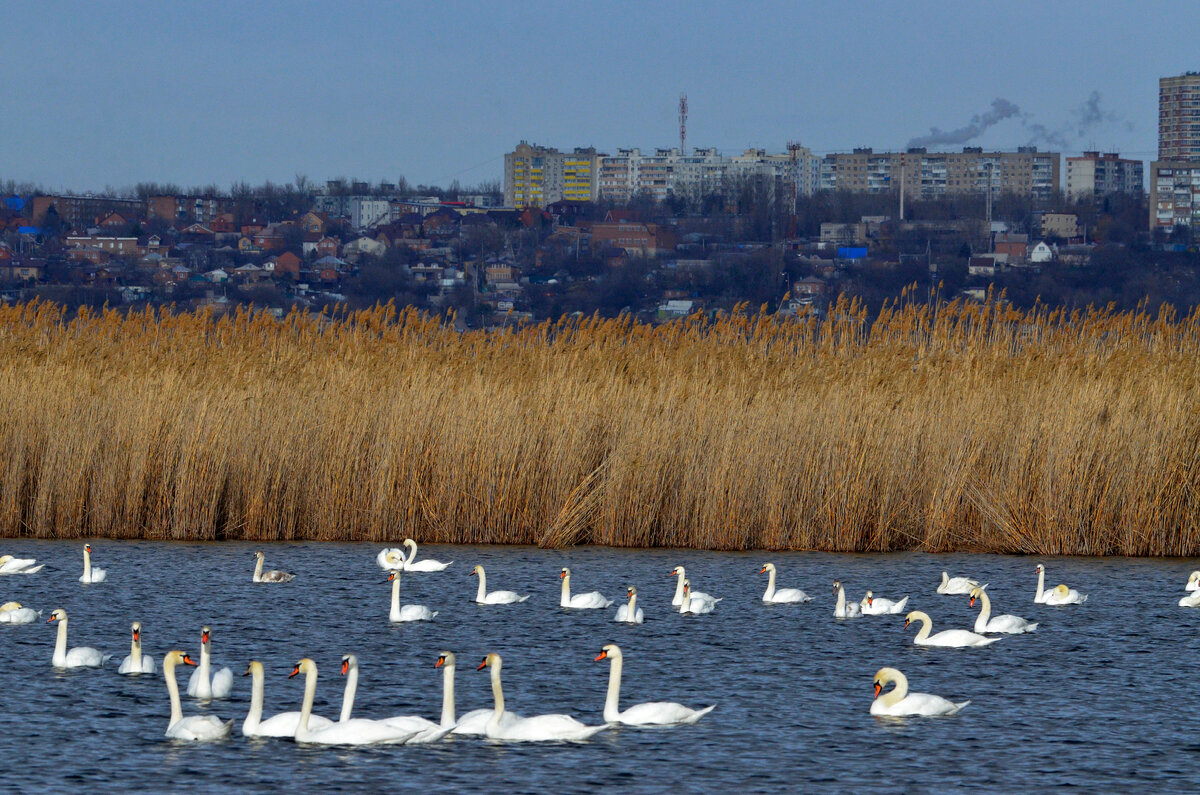 Лебеди на озере Кривом. Истоминское охотничье хозяйство