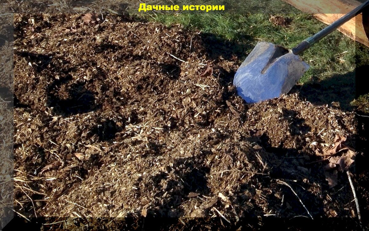 Когда лучше удобрять землю осенью или весной. Удобрение под весеннюю перекопку. Весенняя подкормка клематисов ранней весной. Внесение свежего навоза осенью. Свежий навоз под грушу.