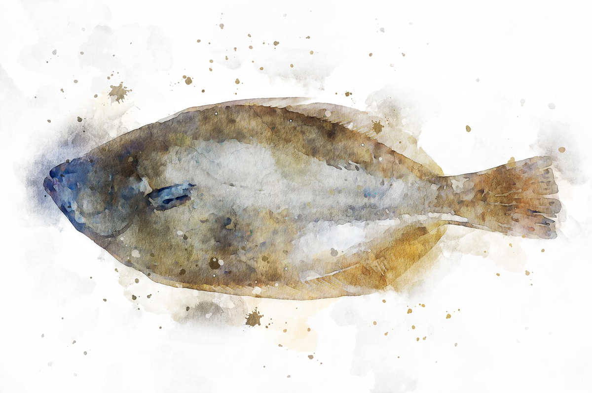 Камбала акварель. Морепродукты акварель. Flatfish. Камбала брюшко белое или желтое должно быть у замороженной.