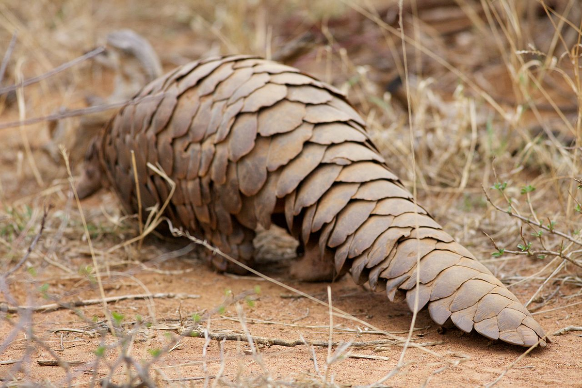 Источник фото: By David Brossard - Scaly Anteater exits stage left, CC BY-SA 2.0, https://commons.wikimedia.org/w/index.php?curid=32634226