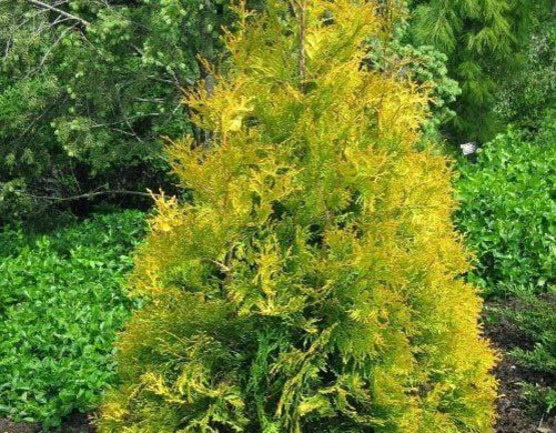 Туя западная Golden Brabant