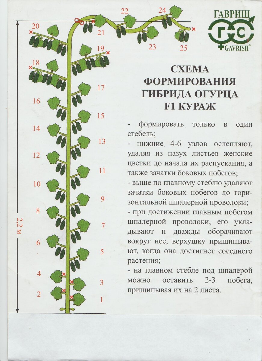 Формирование огурца. Формирование огурца в один стебель схема. Прищипывание огурцов схема и схема формирования. Формировка огурцов в теплице в один стебель. Огурцы прищипывание боковых побегов.