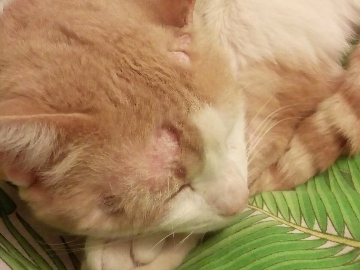 приходимец Котя, ноябрь 2019 г