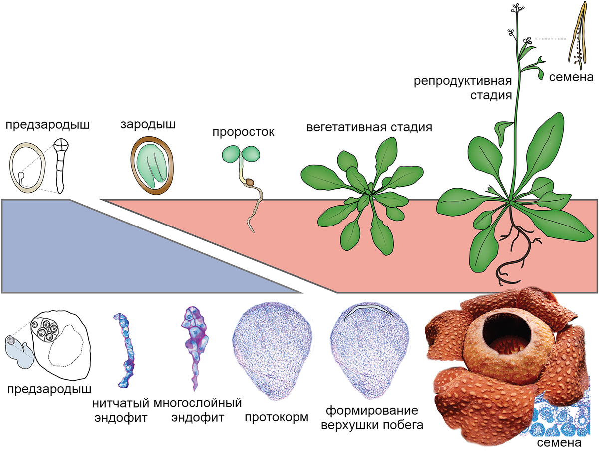   Rafflesiaceae ()     Arabidopsis thaliana (). Rafflesiaceae     (),       - .       ,     .    ,       .  , -,       . doi/epdf/10.1111/jse.12260
