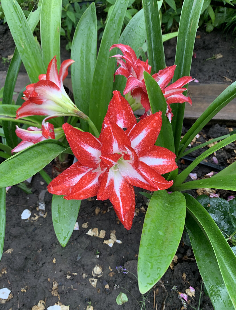 Фото автора. Гиппеаструмы в грунте. Повторное цветение в июле месяце 2022 год.