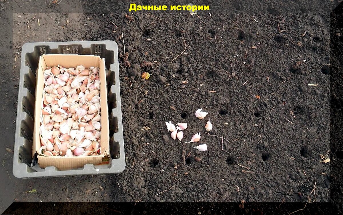 Можно ли под зиму сажать проросший чеснок. Приспособление для посадки чеснока. Удобрение осеннее для чеснока. Удобрения для чеснока осенью при посадке под зиму. Обработка чеснока перед посадкой осенью под зиму.