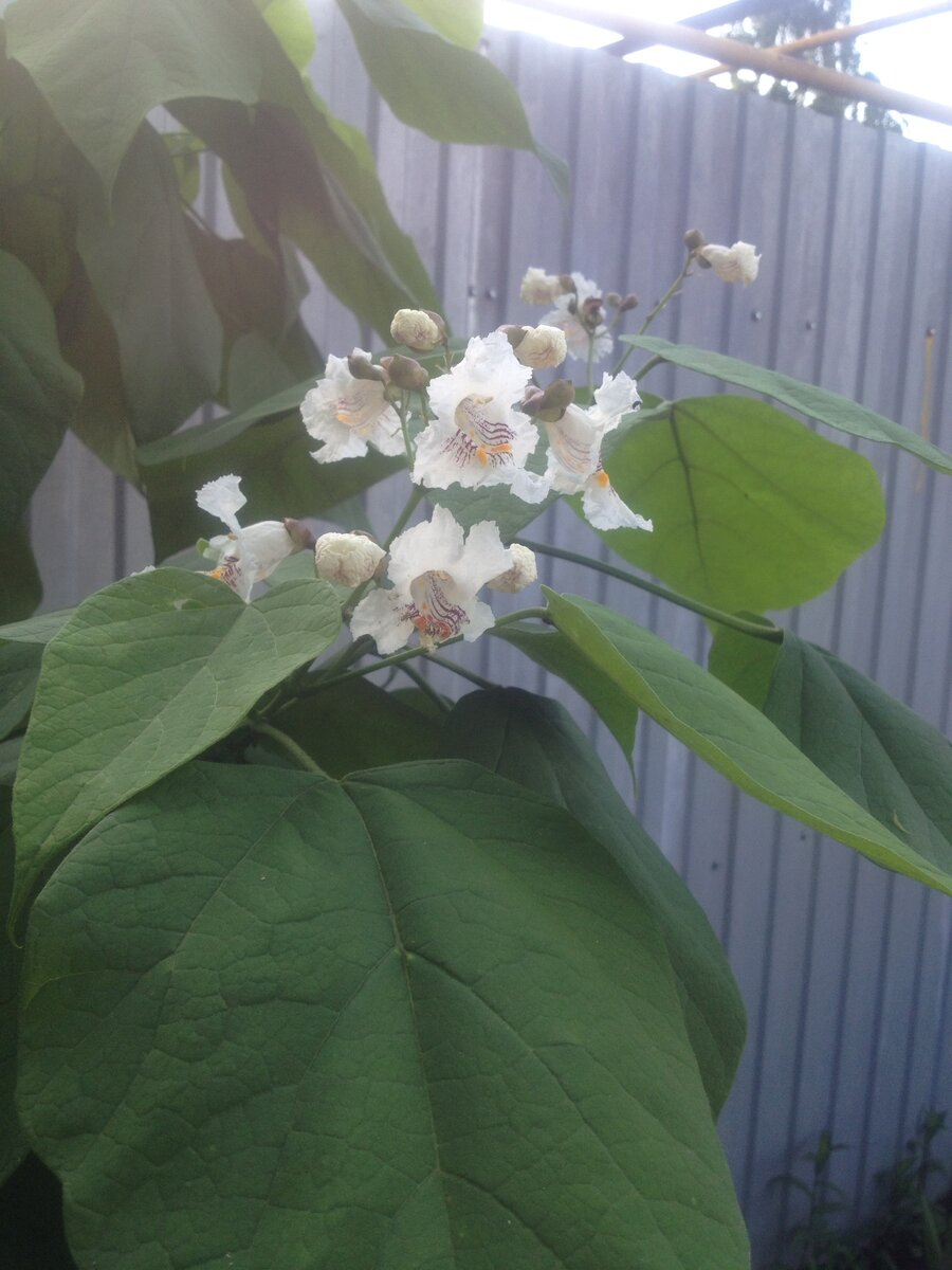 Вот так дивно цвела моя любимая катальпа в июне.