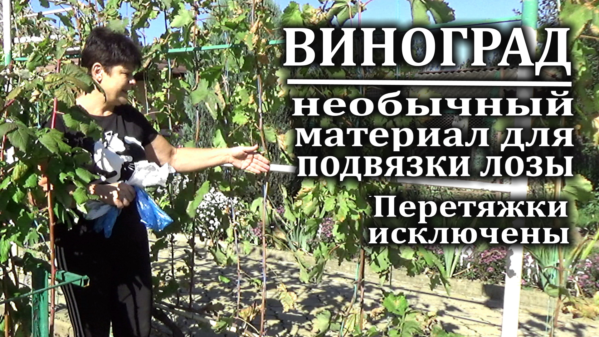 Лучшая подвязка винограда || Как Подвязывать Виноград к Шпалере? | Умелый Хозяин | Дзен