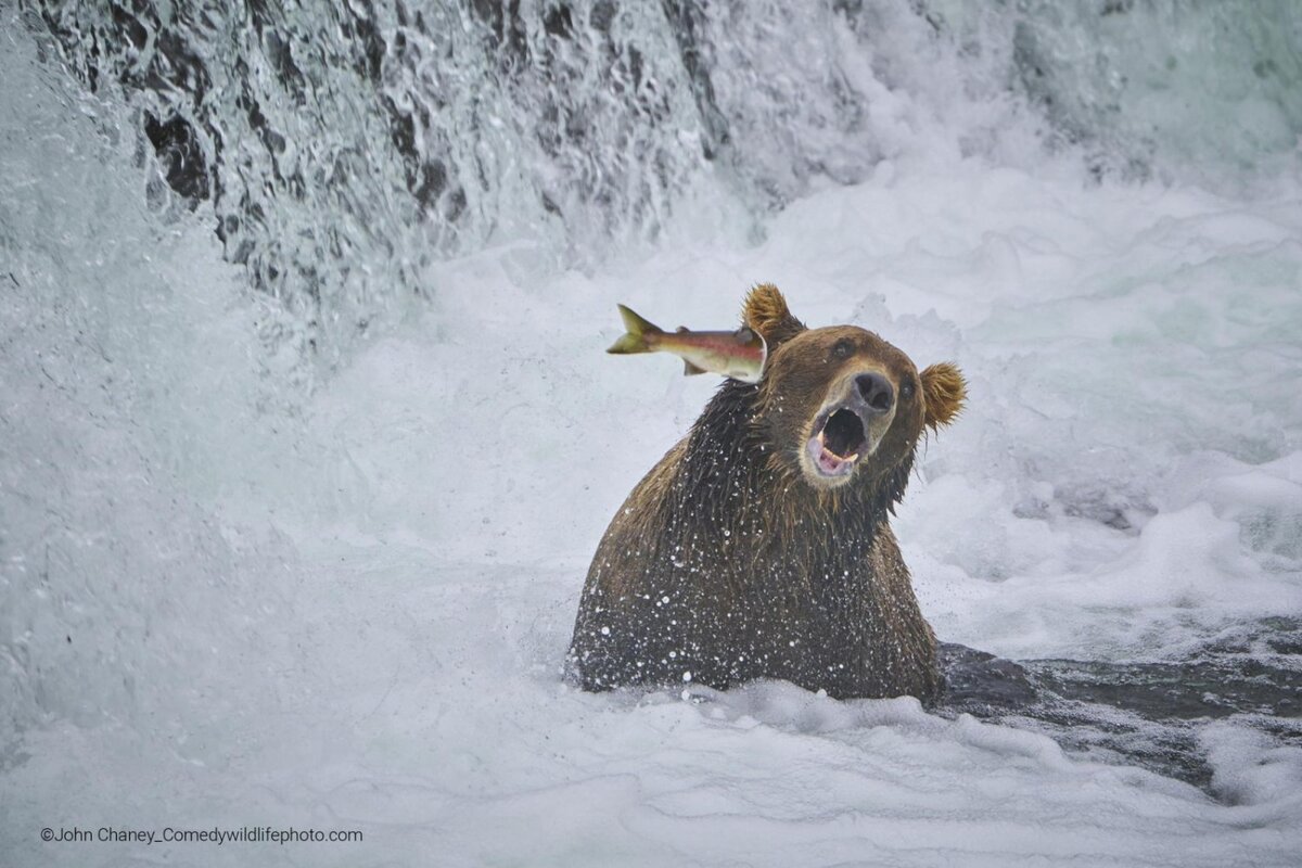 © John Chaney.
Финалист Comedy Wildlife Photography Awards’2022