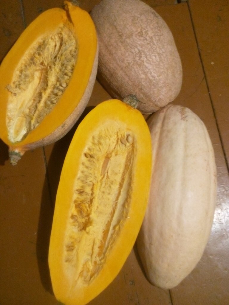 Тыква Румяная Папайя 