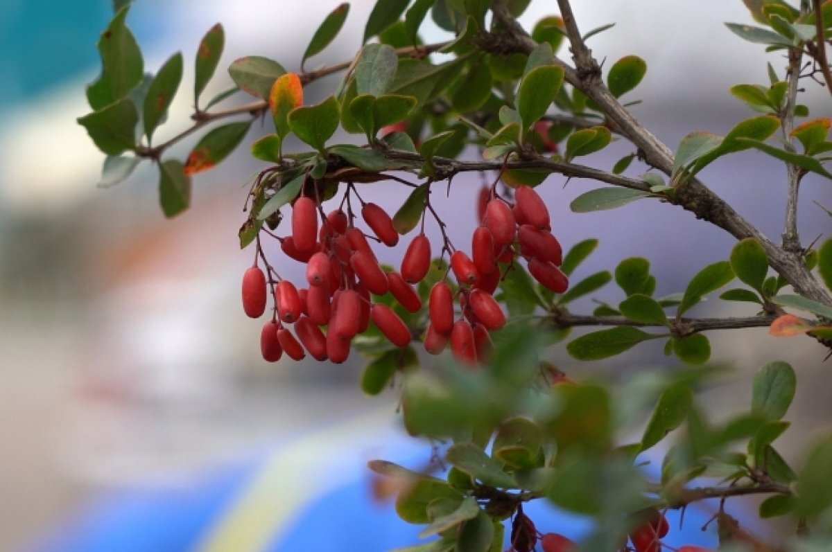    Жители Спутника помогают благоустраивать микрорайон