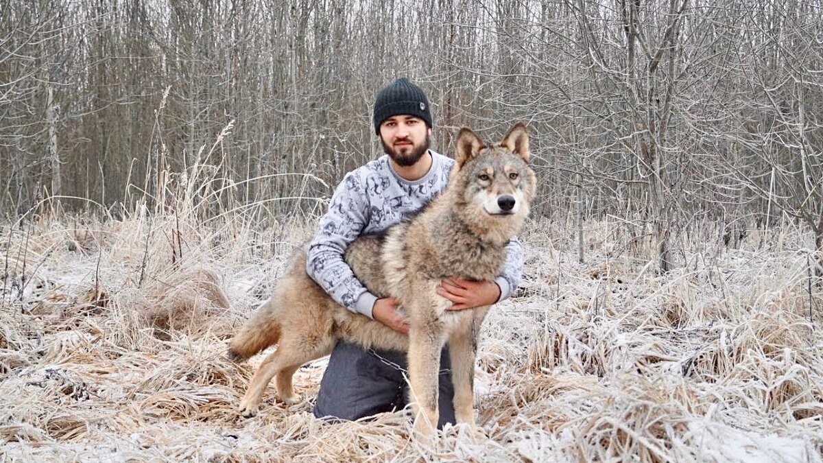 Самой большой волк в мире. Волкособ Акелла.
