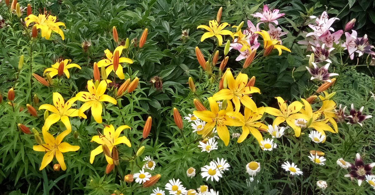 Эти лилии практически не пахнут. Фотография Цветы вокруг нас