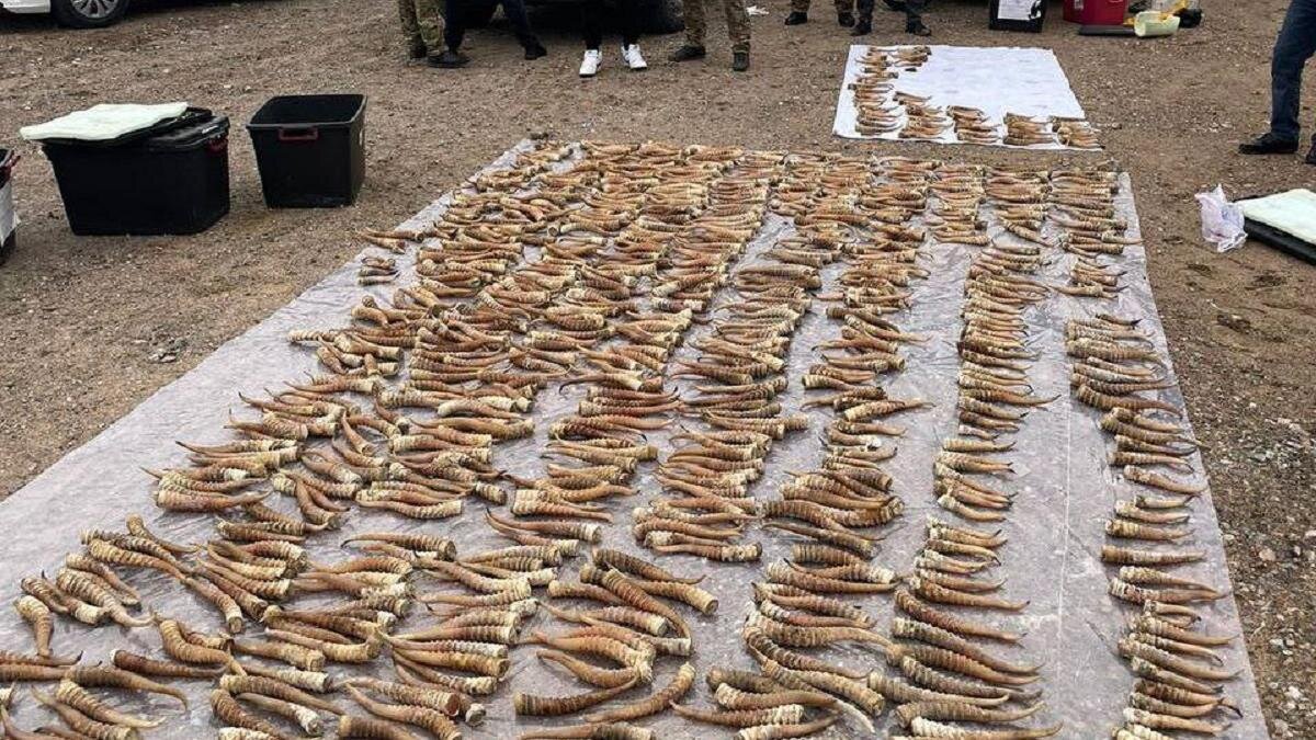    Изъятые рога сайги:t.me/POLICE_of_KZ