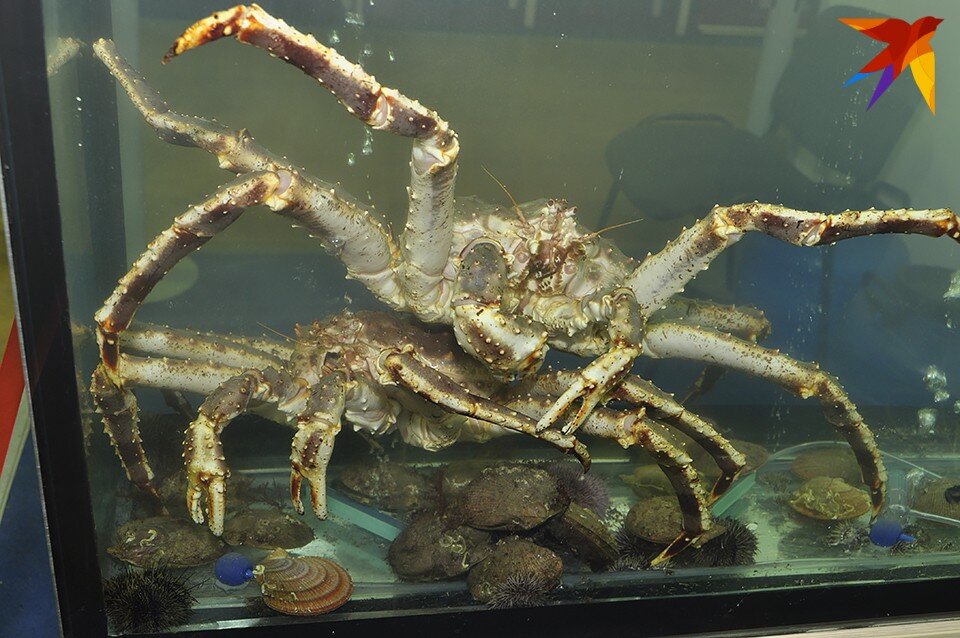     31-летнему жителю ЗАТО Видяево, который занимался браконьерством, вынесли приговор. Елена КОВАЛЕНКО