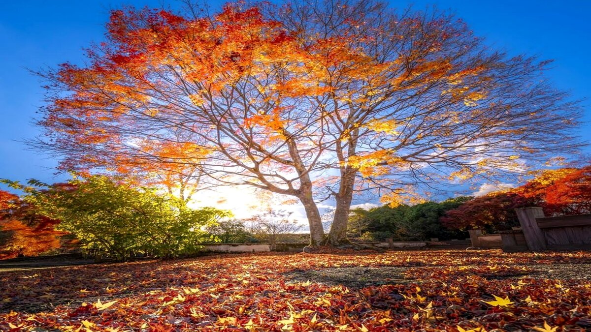 Золотые листья на фоне синего неба и червонные на земле