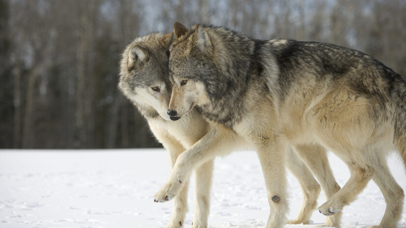   Gettyimages.ru