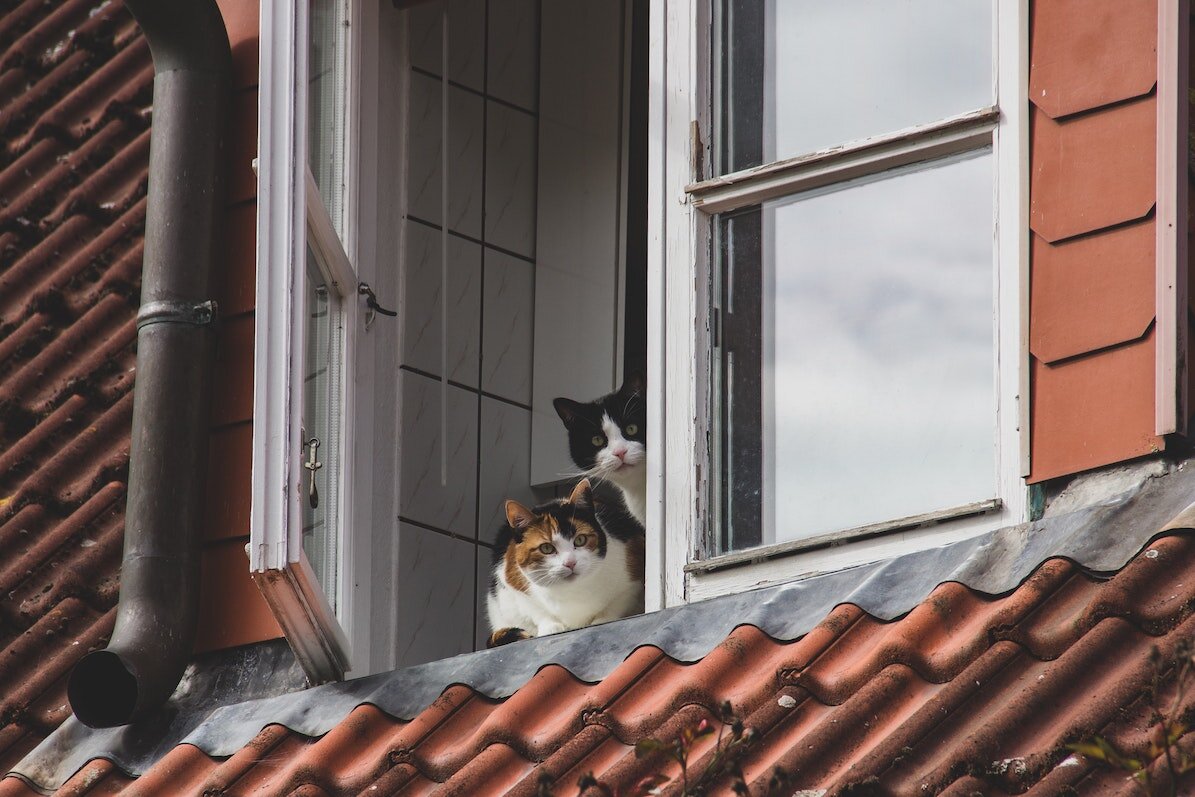 🐱 Всем ли отдают кошек из приюта? | Приют в Печатниках | Дзен