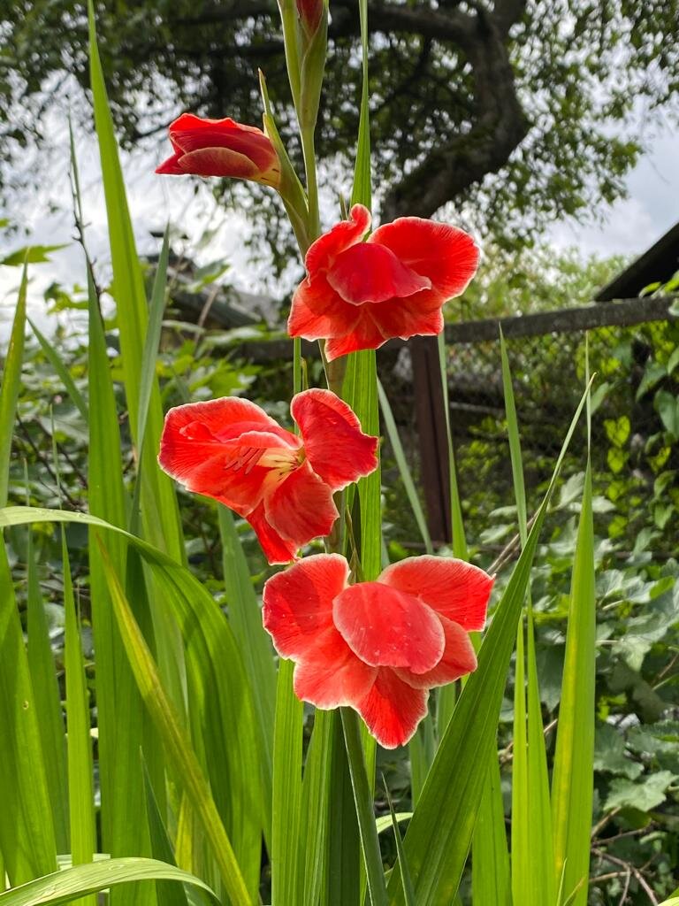 Гладиолус голландской селекции, 2020