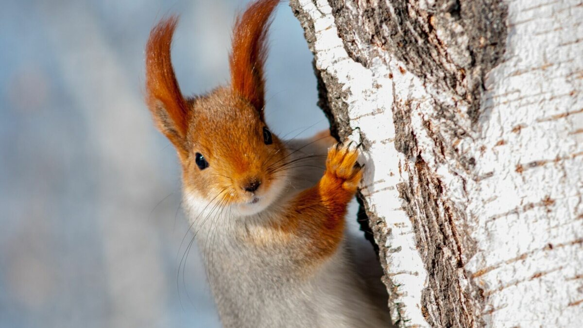     25-градусные морозы покинули тюменскую землю. В областной столице наступило долгожданное потепление. По прогнозам синоптиков, сегодня в Тюмени ожидается -9 -10 в дневные часы и -10 -12 ночью. Также вероятны осадки в виде небольшого снега.