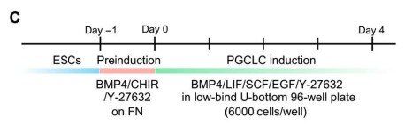   Masafumi Hayashi et al. / Science Advance, 2022