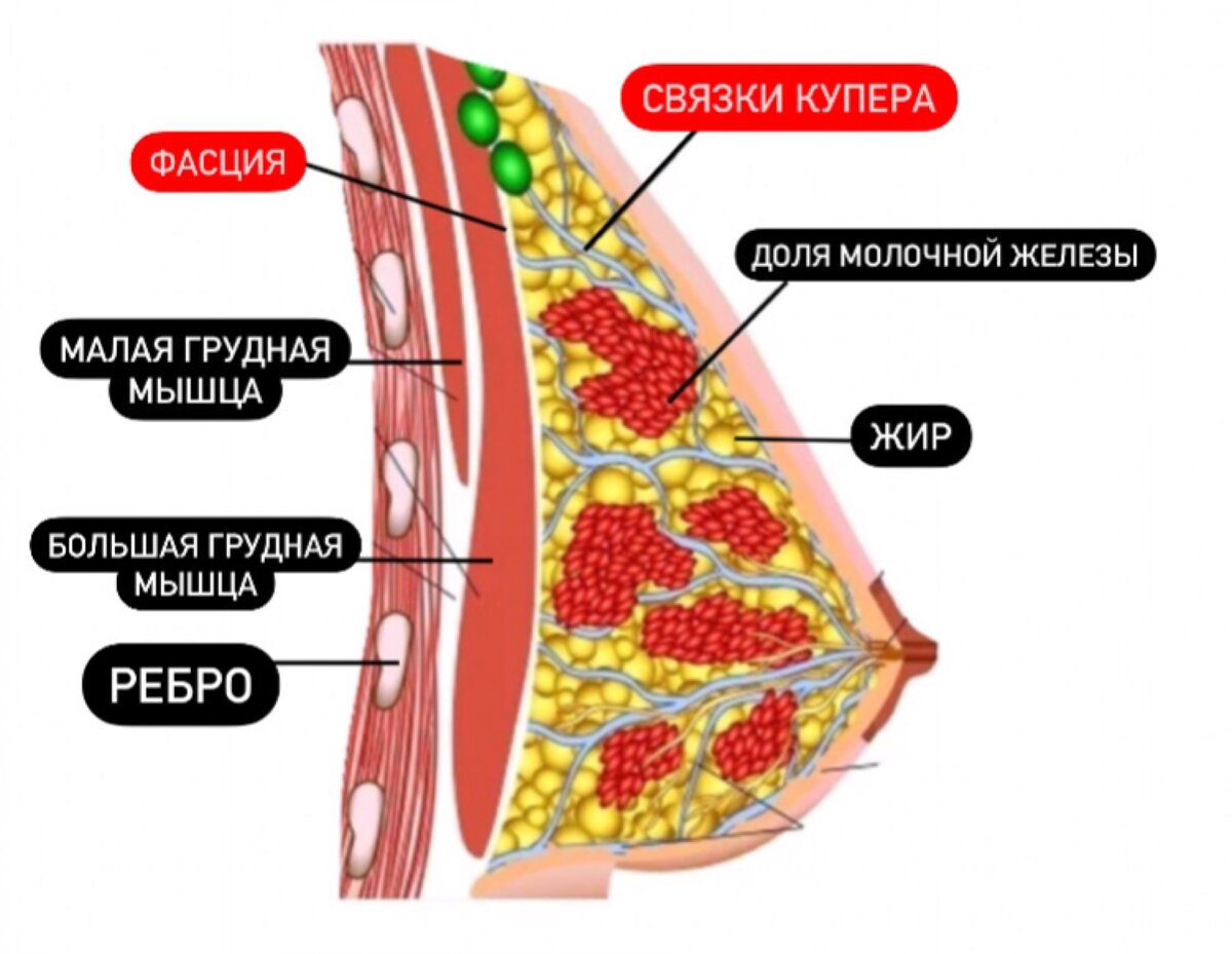 Подтянуть обвисшую грудь | Фитнес по Науке | Дзен