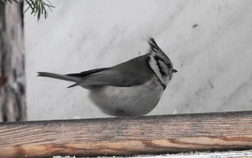 Bird ижевск. Bird ижевск. Птицы ижевского зоопарка. Bird ижевск. Bird ижевск.