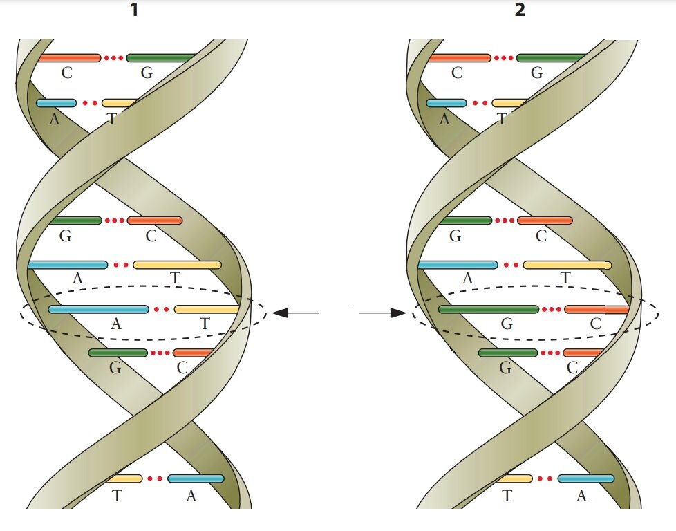 Рисунок 1. Два фрагмента ДНК от разных людей отличаются одним нуклеотидом (полиморфизм A/G). В этом случае есть два аллеля A и G (обведены черной пунктирной линией). Источник: doi:10.1128/9781555818890.ch3.f3.6